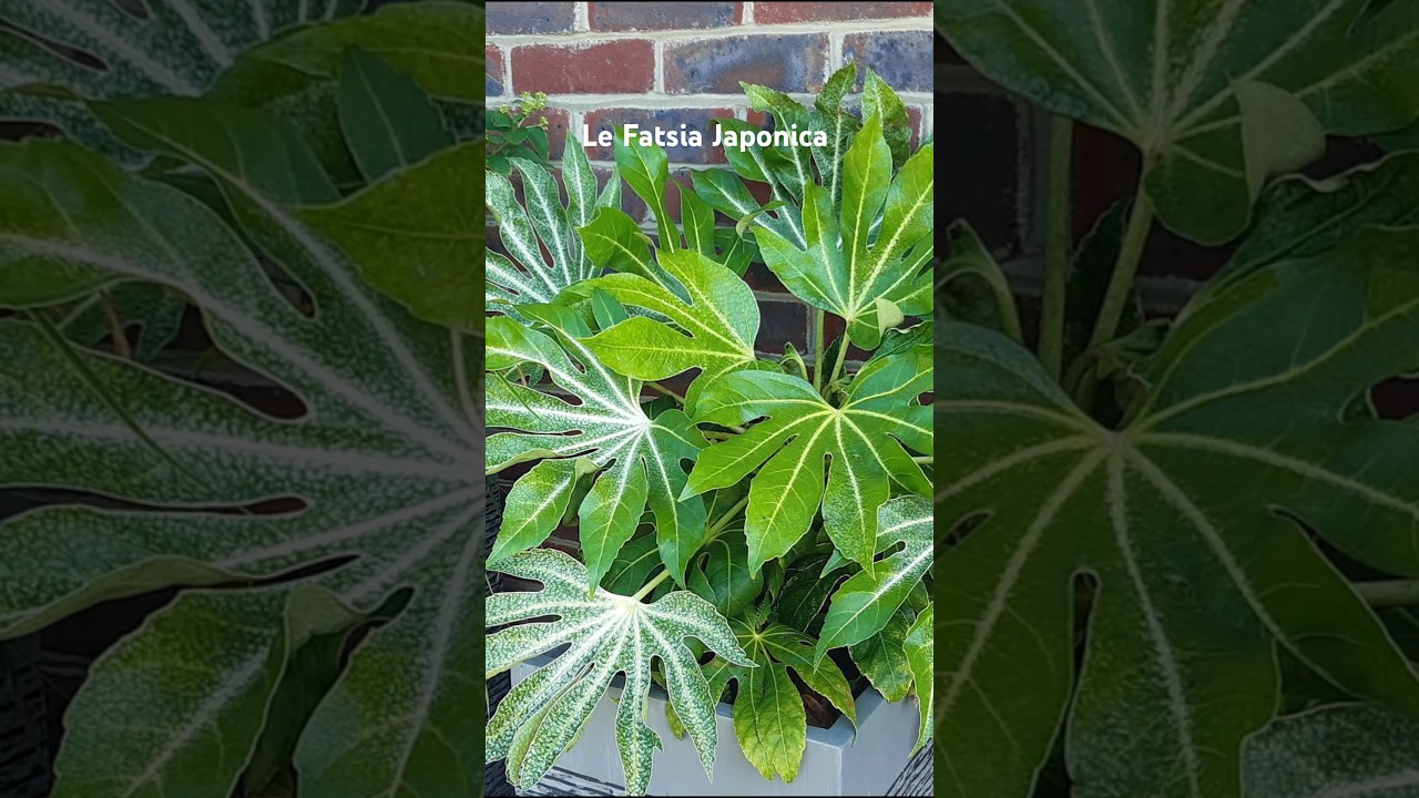 Le Fatsia Japonica ou Aralia du Japon 