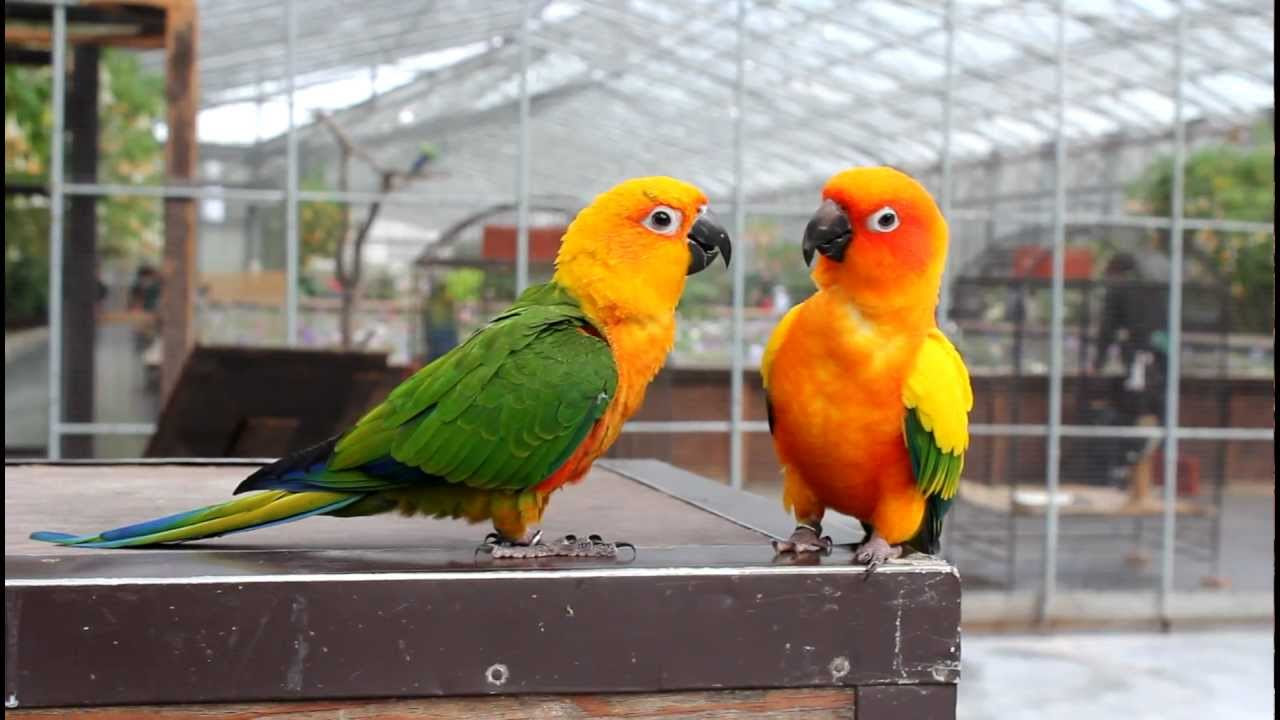 掛川花鳥園 コガネメキシコインコのキキちゃんと八重ちゃん - YouTube