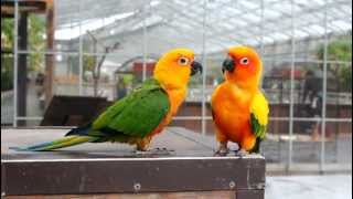 掛川花鳥園 コガネメキシコインコのキキちゃんと八重ちゃん - YouTube