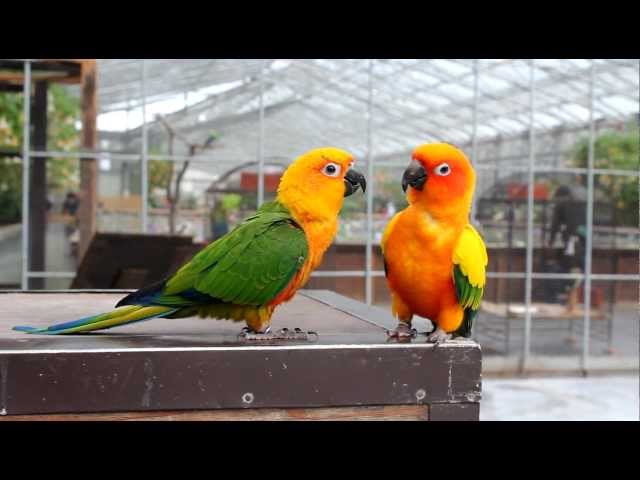 掛川花鳥園 コガネメキシコインコのキキちゃんと八重ちゃん - YouTube