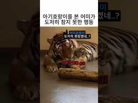 아기호랑이를 본 어미가 도저히 참지 못한 행동 thumbnail