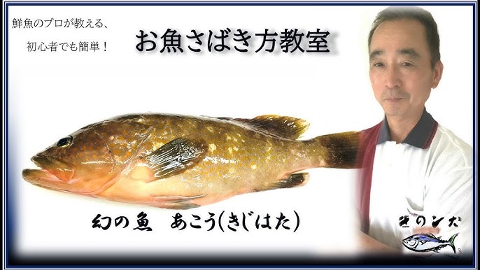 キジハタ アコウのさばき方 白身の大型高級魚は ぜひ熟成でお召し上がりを 3 全3話 Youtube キジハタ アコウのさばき方 白身の大型高級魚は ぜひ熟成でお召し上がりを 3 全3話 Youtube