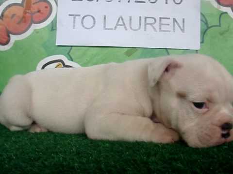 English bulldog For Sale - Ayameko - http://www.bullcanes.net - ceo@bullcanes.net puppy paradise