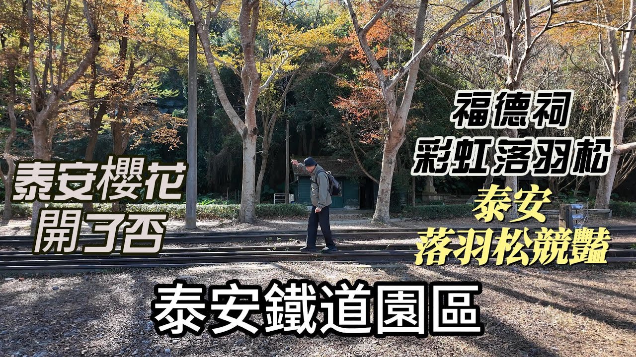 【台灣旅遊】泰安鐵道園區{訪櫻花}拍落羽松
