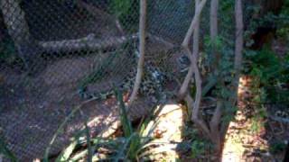 Jaguar Stalking My Ex-Husband