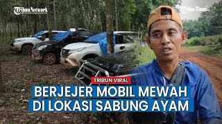 Diungkap Warga Sekitar, Lokasi Judi Sabung Ayam Ramai Berjejer Mobil Mewah