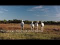 Le cheval de camargue seigneur des marais