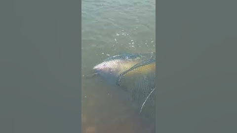 Mè cỡ này thôi anh em ạ, tranh thủ đi câu không hết phần #cauca #shorts #caucachep