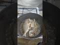 FRYING BAKOKO Sea Bream FISH Asmr Trending Viral