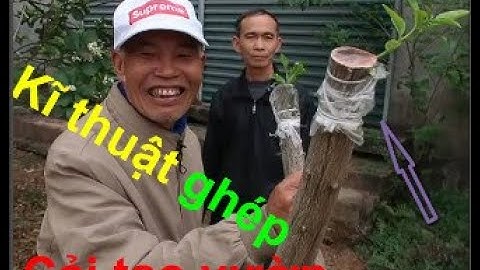 🌱Ghép cải tạo vườn bưởi giống bưởi lá nhăn, bưởi i Ruby Thái Lan ĐT: 0344215 322.