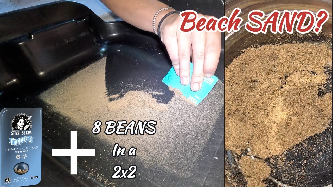 DRY SIFTING TRIM FROM THE PINEAPPLE KUSH CAKE AUTO & THE 8 BEANS IN A 2X2 VID 🍍⌛️