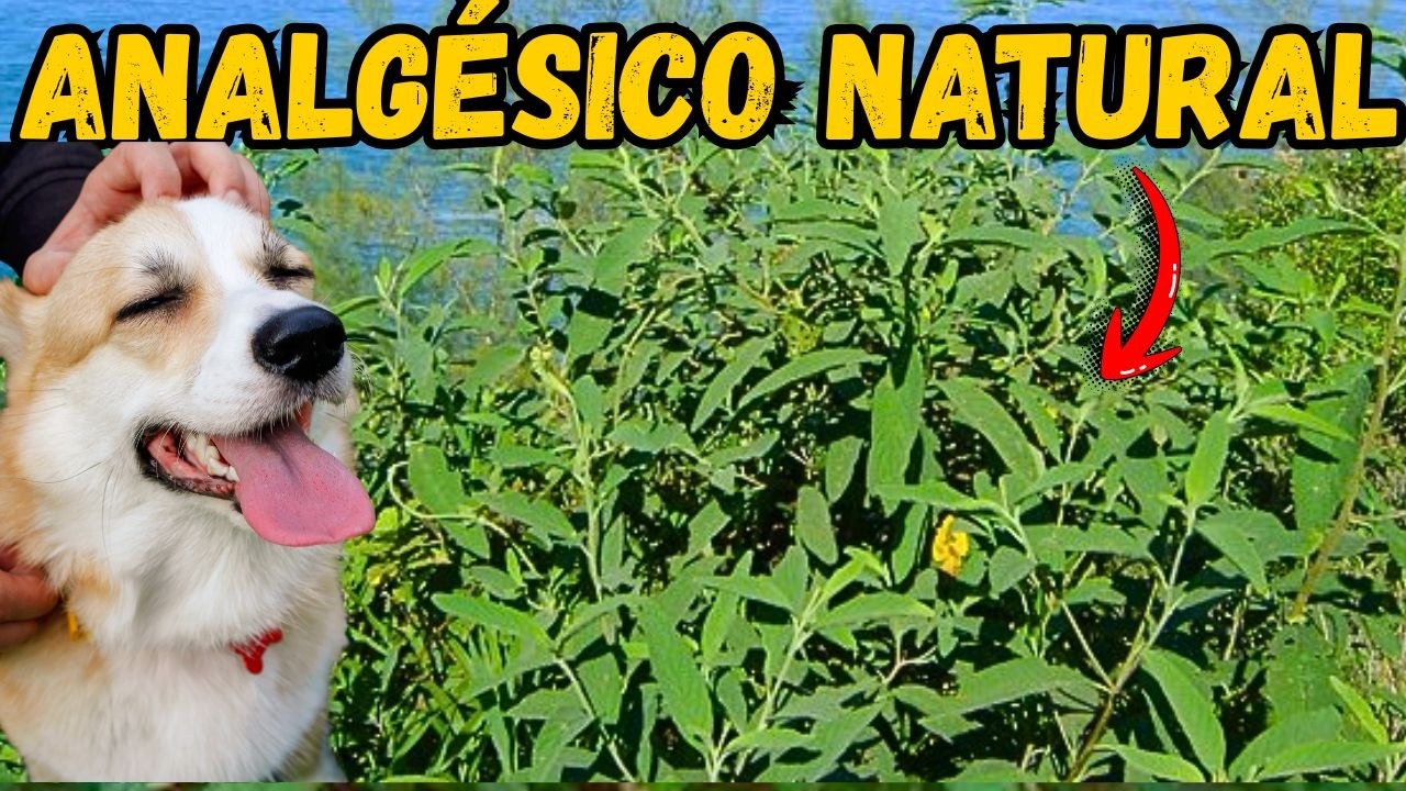 FUNCIONA MELHOR QUE REMÉDIO DE FARMÁCIA SEM EFEITO COLATERAL