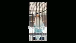 Lovebird paud jedah rapet cocok buat masteran.