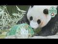 Xiao Qi Ji's 2nd Birthday Celebration