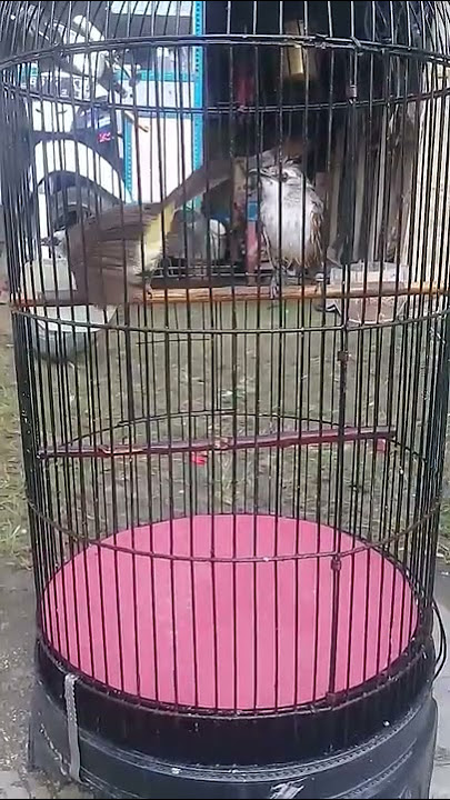 burung trucuk jantan caper pada trucuk betina,minta kawin😂