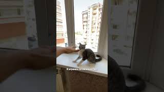 Я глазами моего кота