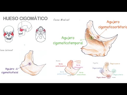 Video: ¿Qué es el agujero cigomaticotemporal?