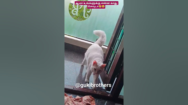 இந்த அவமானம் உனக்கு தேவையா😹😅 #catfunny #petlover #kitten #lunacat #shorts