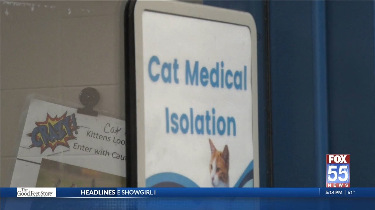 Cats continue recovery after being shot - YouTube