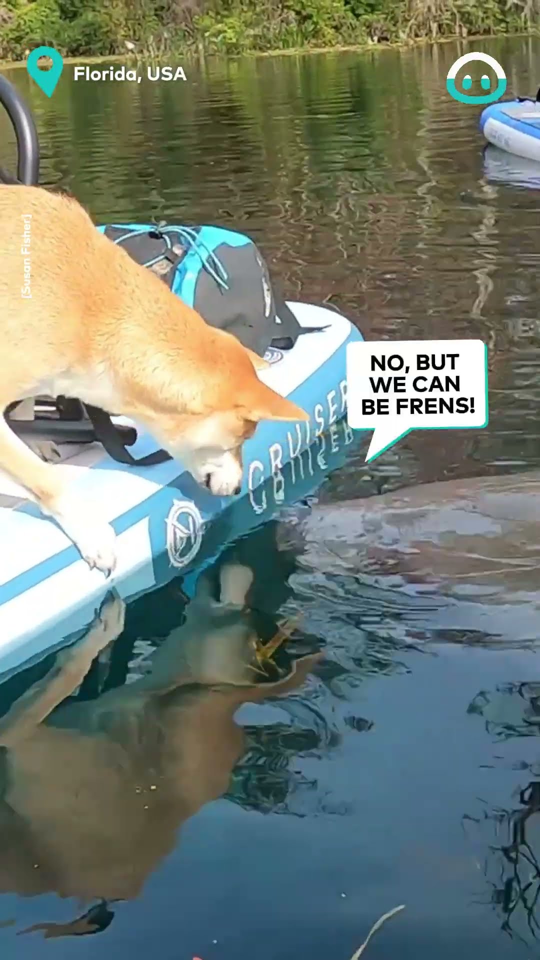 Shiba Inu Meets Manatee || ViralHog