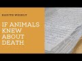 If animals knew about death  hadith weekly  sheikh azhar nasser