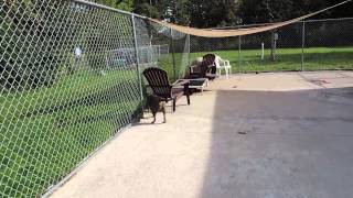 Meet Chyna A Terrier Pit Bull Currently Available For Adoption At Petango 992013 105742 Pm