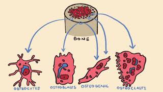 Bone Formation & Endochondral Ossification