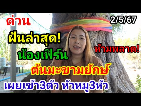 โค้งสุดท้าย!#ต้นมะขามยักษ์ น้องเฟิร์น เผยฝันล่าสุดได้ 3ตัวฝันดี#ห้ามพลาด!2/5/67#หลวงปู่สรวง