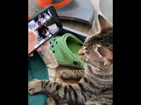 Kedi Kafa Sallama Akimi Mp3 Mp4 Indir Dur
