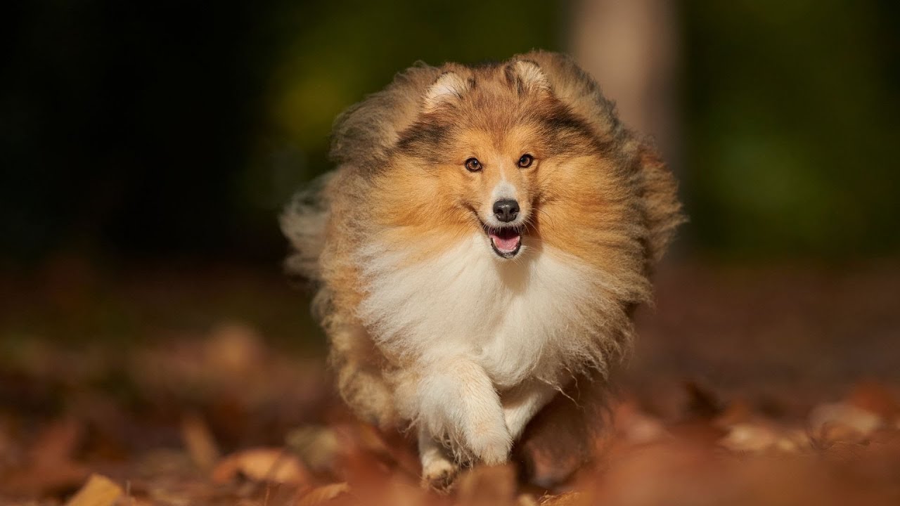 Shetland Rearing Raising a Happy and Well Adjusted Shetland Sheepdog Puppy Through ...