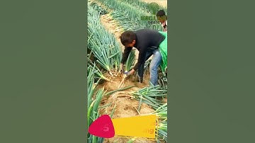 Spring Onion Harvesting #shorts #springonions #farming