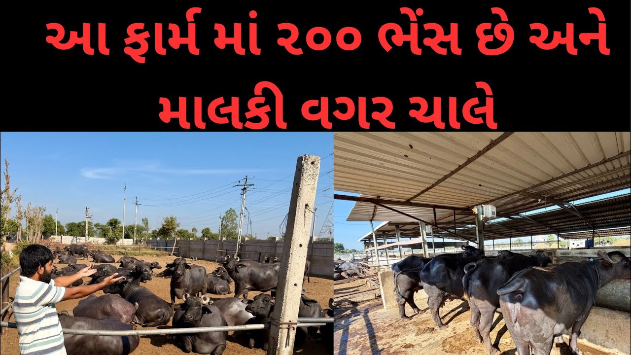 આ ફાર્મ  માં  ૨૦૦ ભેંસ છે અને દૂધ ૫ ભેંસ આપે #bafelo #banaskikankrej #cow #farming #farm 