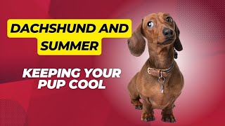 Dachshund and Summer: Keeping Your Pup Cool by Sweet Dachshunds 41 views 5 months ago 2 minutes, 2 seconds