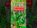 जंगली तुलसी के बारे में जानकारी #facts #dailyfacts #amazingfacts #viralvideo #तुलसी