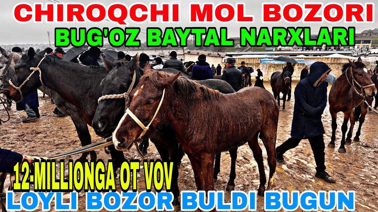 5-MART CHIROQCHI QORABURUG’ BOZORIDAN OT-TOY BEYA NARXLARI 2026