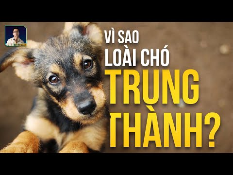 Video: Tác dụng phụ của Vaccine cho chó