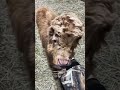Throwback! Baby mini cow Petunia is convinced it’s always dinner time