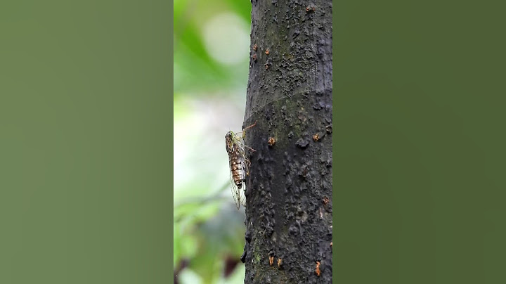 Cicada sound #shorts