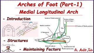 Arches of foot (Part-1)/Medial Longitudinal Arch/Anatomy -Structures & Maintenance Factors