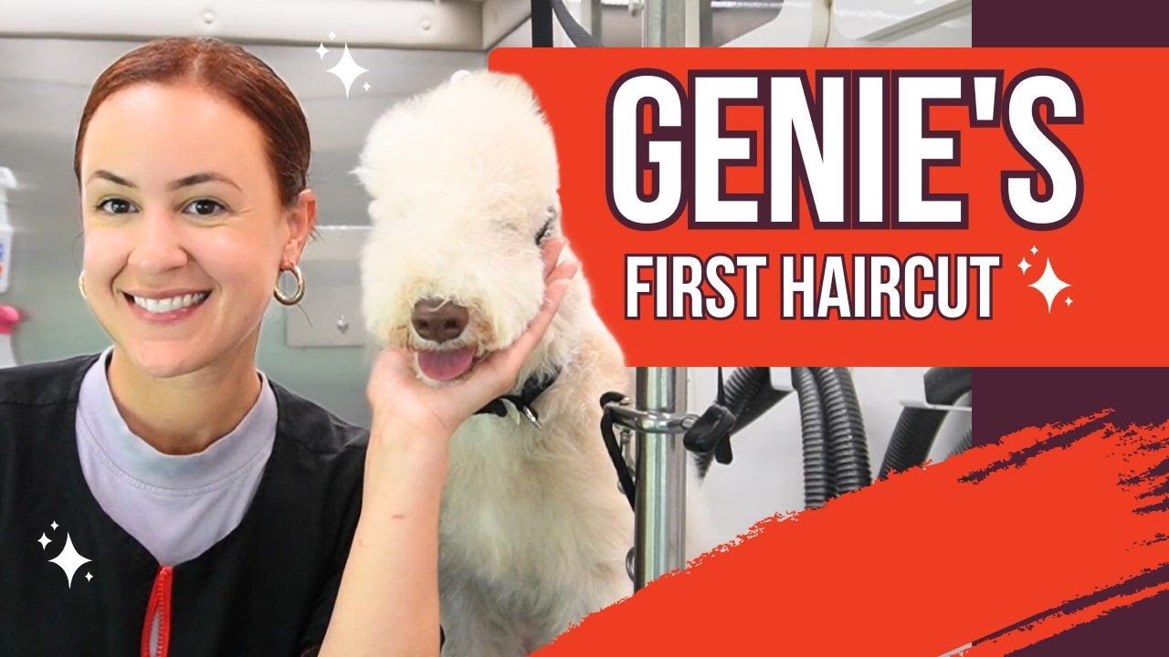 BEDLINGTON TERRIER PUPPY'S FIRST HAIRCUT ✂️