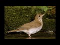 Veery thrush singing in slow motion