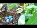 Brood parasitism: Non-rejection behavior of foreign eggs by American Robin