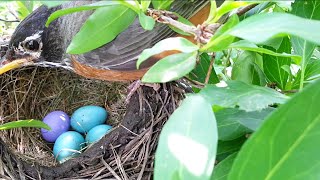 Brood parasitism: Non-rejection behavior of foreign eggs by American Robin