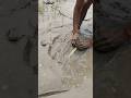 নদীর পাড়ে লাঠি দিয়ে বড় বাউস মাছ ধরলো। Big Fishing video #shorts #fishing