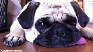 10 Best Hybrid Dog Breeds In The World