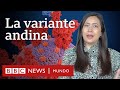 Coronavirus: qué se sabe de la variante lambda (andina) que circula en América Latina | BBC Mundo