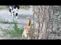 Father cat teaches the kitten to climb up a tree