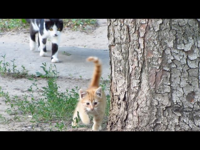 Fascinating Cats Looking Up Tree: A Mysterious Curiosity 3 sddefault