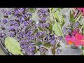 Using Household Iron to Eco Print Ajuga and Wallflowers | Eco Dying Flowers | Eco Steaming Florals