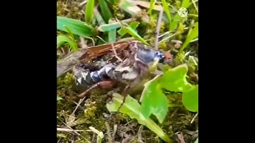 Zombie Insect infected by Fungus | THE ENTOMOLOGIST -  Sarmad Ali Koondhar |